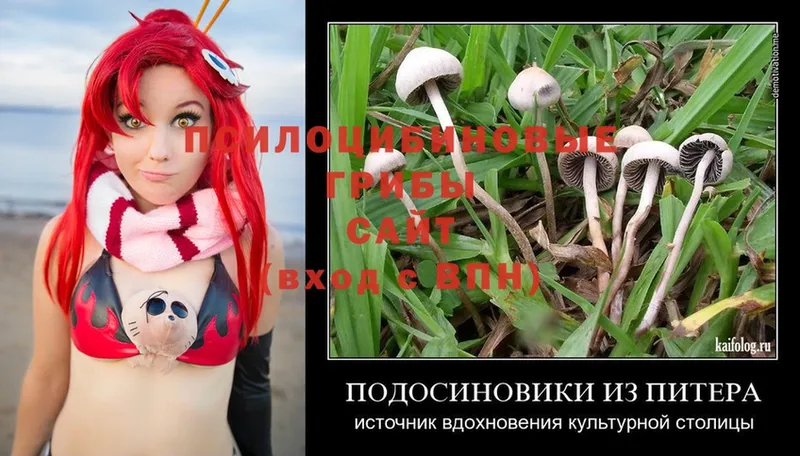 Псилоцибиновые грибы Psilocybe  где продают наркотики  Красный Холм 